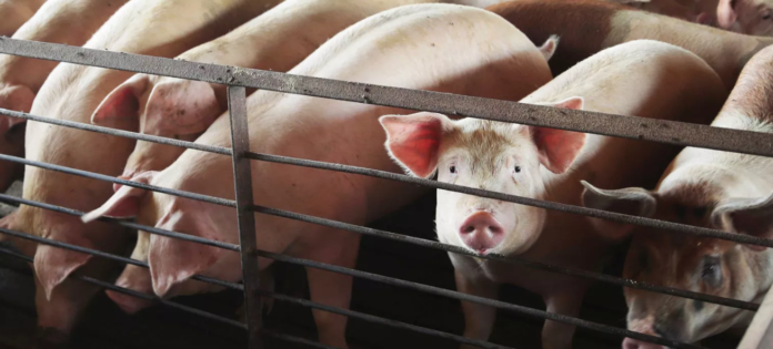 The closure of meatpacking plants will lead to the overcrowding of animals.