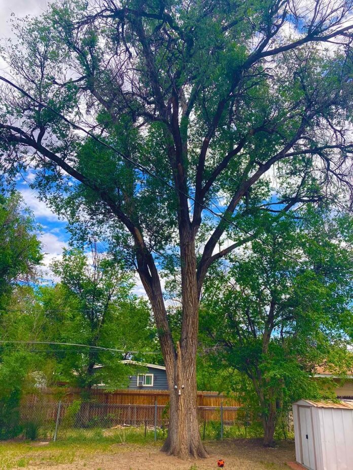 Colorado tree service